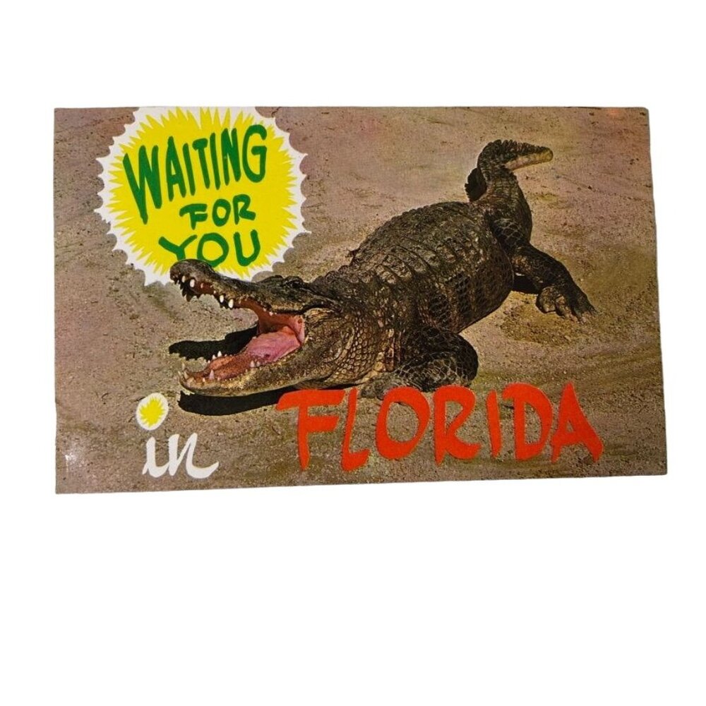Vintage Postcard Florida Alligator Postcard Plasticchrome 1960s u